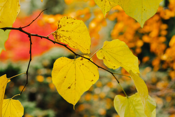 yellow autumn leaves
