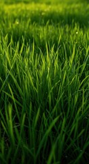 Fototapeta premium A lush, dense field of vibrant green grass blades soaking up the warm spring sunlight during a clear afternoon in a peaceful meadow ,lush ,growth ,healthy