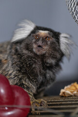 curious marmoset explores its surroundings showing interest in colorful fruit placed nearby while...