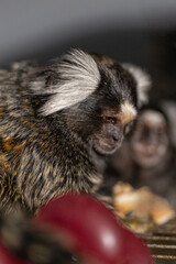 marmoset relaxes while eating showcasing its unique fur and curious demeanor. The indoor...