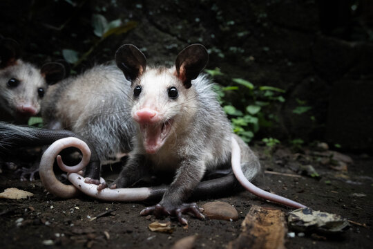 opossum marsupial