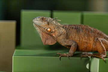 iguana is resting comfortably on a stack of green boxes. The vibrant green background contrasts with the iguana's textured skin. Sunlight highlights its unique features.