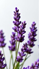 Naklejka premium Macro view of delicate purple lavender blossoms against a clean white backdrop, perfect for natural beauty themes, elegant, tranquil