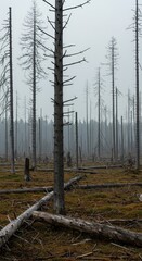 Obraz premium Severe environmental damage showing a devastated landscape with dead, decaying trees under a hazy sky, illustrating ecological failure, landscape, worldwide, decay