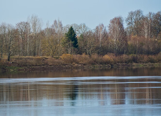 Fototapeta premium A serene autumn landscape of a wide river, with the far forest bank perfectly mirrored fir between birches