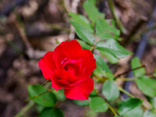 Autumn at Parco Sempione, Milan: a rose