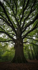 Fototapeta premium A colossal ancient oak tree dominates the forest canopy, its massive trunk and widespread branches providing shelter to the surrounding young saplings, tree, shade, outdoors