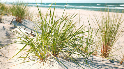 trawy porastające wydmy morskie wiejące na wietrze z widokiem na morski brzeg 
