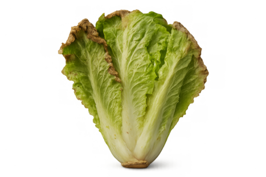 Rotten green lettuce showing food waste and decay