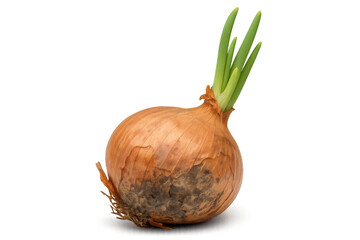 Sprouting onion with mold showing decay and new life