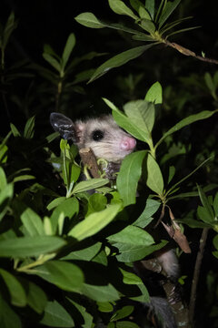 baby opossum 