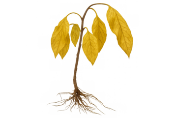 Dying plant with yellow wilted leaves and roots