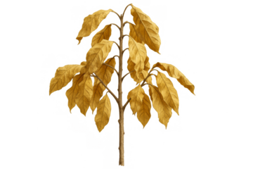 Dry plant with yellow autumn leaves on transparent background