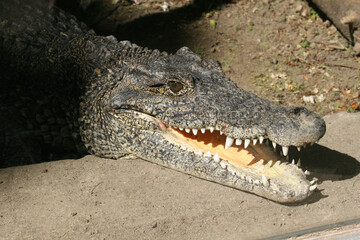 crocodile in the zoo