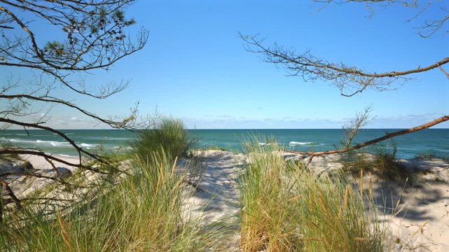 trawy porastające wydmy morskie wiejące na wietrze z widokiem na morze w oddali