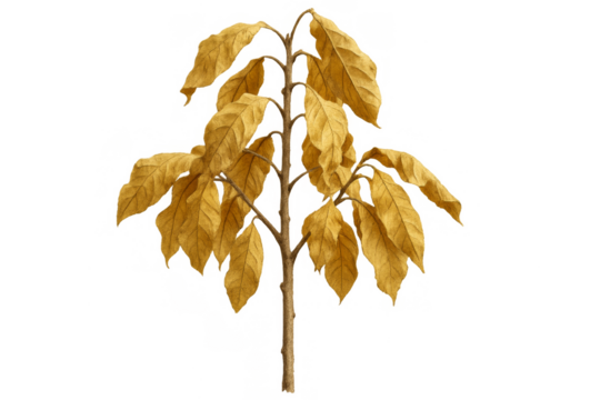 Dry plant with yellow autumn leaves on transparent background