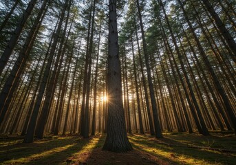Fototapeta premium A towering pine tree stands straight in a managed sustainable forest plantation, marked for eventual timber harvesting and lumber production, reserve, managed, crop