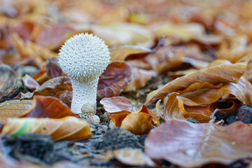 White hedgehog mushrooms with fine teeth on green moss