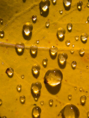 Macro Photography of Autumn Plant – Detailed Fall Nature Close-Up