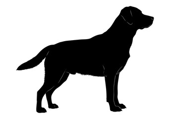 Fototapeta premium Silhouette of a labrador retriever standing in a profile view