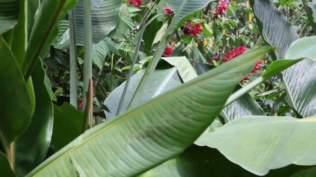Botanischer Garten in Costa Rica, Handkamera Schwenk