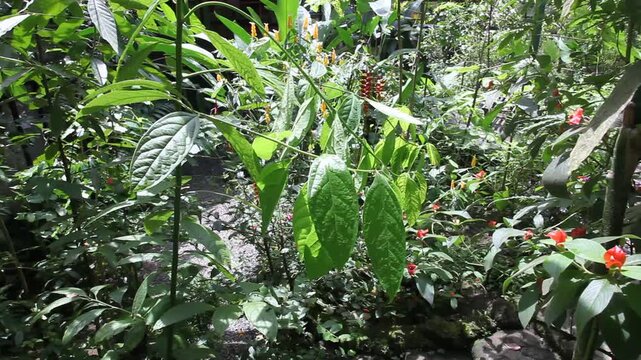 Botanischer Garten in Costa Rica, Handkamera Schwenk