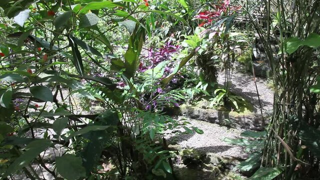 Botanischer Garten in Costa Rica, Handkamera Schwenk