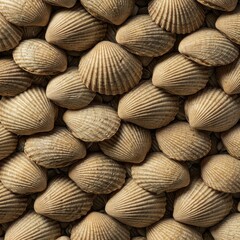 A dense, natural arrangement of ribbed bivalve shells creating a seamless, rough, and textured marine background pattern, complexity, natural, white