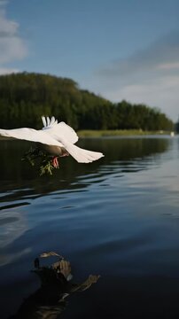 Swan gracefully gliding above serene water on a bright day