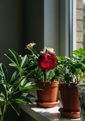 A tight burgundy peony bud rests on a sunlit windowsill. Various potted flowering plants and green foliage decorate a nearby interior table ,cultivation, natural light, texture