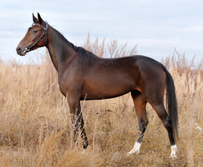 Horse. A thoroughbred horse of the Oryol Trotter breed. Harness racing. Trotting horse race. Side view. In full growth