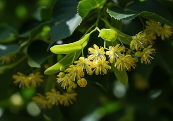 Abundant sweet-smelling linden flowers blooming in the hot midday sun, signifying the peak of the warm season, organic, green, daytime