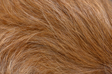 Close-up of red pinscher fur