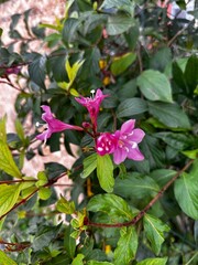 pink and white flowers