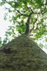 Fototapeta premium View from below of a large tree trunk with green leaves against a clear sky. Closeup of big tree trunk texture. Perfect for botanical themes and nature background