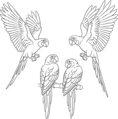 Four stylized parrots arranged in a circular pattern isolated on white background