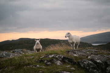 Two sheep standing on rocky hills at sunset on the Isle of Lewis and Harris, Scotland. Peaceful rural landscape with soft evening light and dramatic sky.