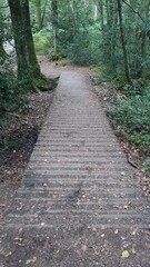 Chemin en bois dans une forêt verdoyante