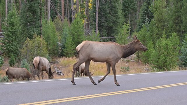 Cow Elk on the Road