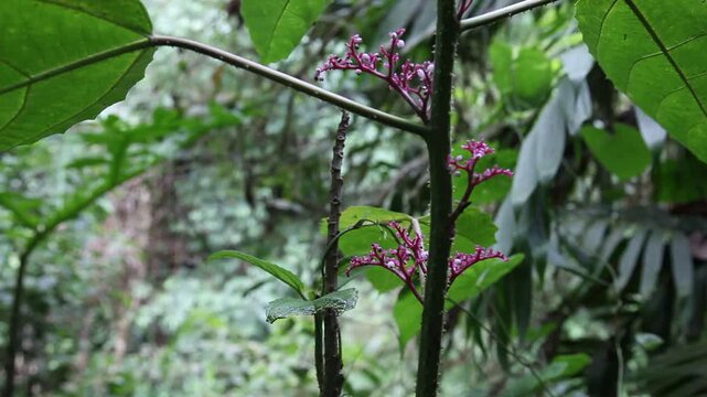 Tropische Vegetation in Costa Rica, unbekannte Bl&uuml;tenpflanze

