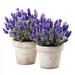 Fototapeta premium Two lavender plants in aged, small, ceramic pots