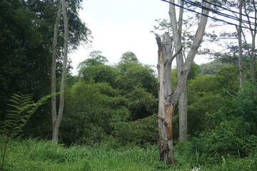 Fototapeta premium the atmosphere in the middle of the forest with dense trees and bushes around it looks natural and is surrounded by lush tropical vegetation creating a cool and calm atmosphere