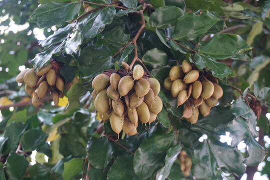 The Malapari tree, which is characterized by its dense, shiny green leaves and hard, flat, brownish-green fruit, grows in clusters with the potential to be used as biofuel for lamp oil and soap 