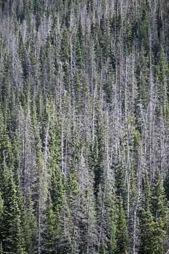 Pine Beetle Damage in the Forest