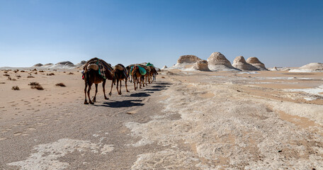 Caravane dans le d&eacute;sert Blanc, &Eacute;gypte