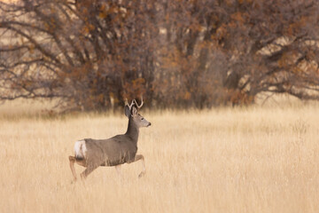 A young mule deer buck trots through a field of autumn brown grass with a cluster of scrub oak still holding a few red leaves in the background at dusk in the Southern Utah USA mountains.