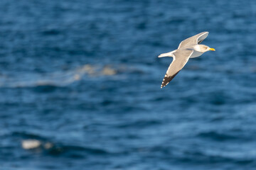 Photographing big waves, birds flying at sea, and the almost full moon!