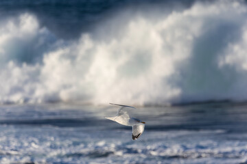 Fototapeta premium Photographing big waves, birds flying at sea, and the almost full moon!