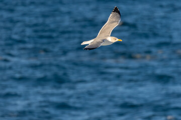 Photographing big waves, birds flying at sea, and the almost full moon!