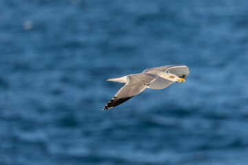 Photographing big waves, birds flying at sea, and the almost full moon!
